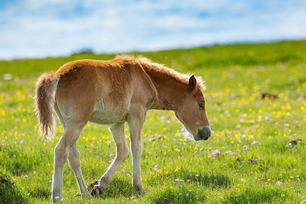 A baby lone pony foraging in a pasture