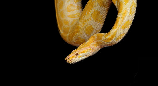 yellow baby python looking at something like it is reconaissance