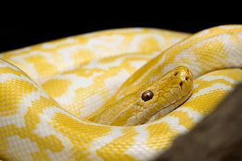 yellow baby python resting